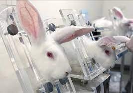 rabbit testing